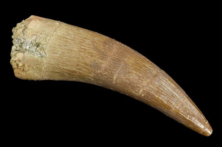 Fossil Plesiosaur (Zarafasaura) Tooth - Morocco #107719